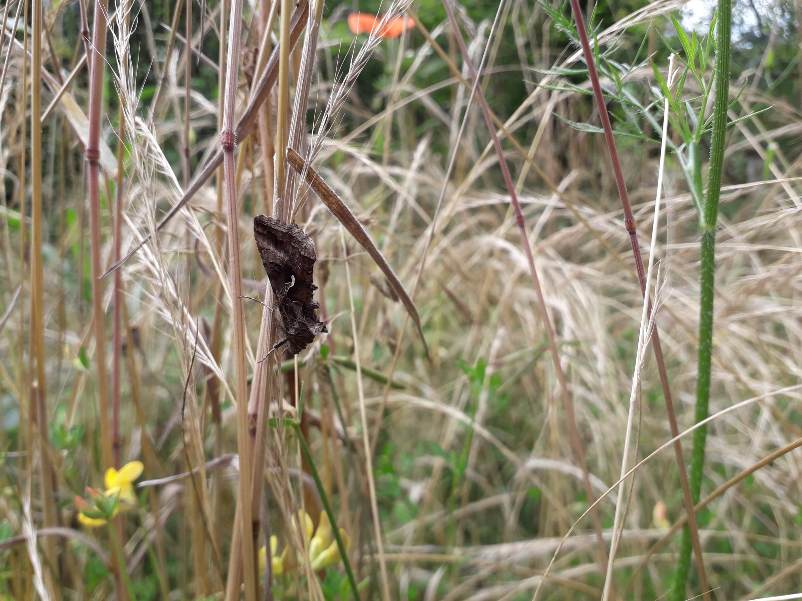 Biodiversité prairie