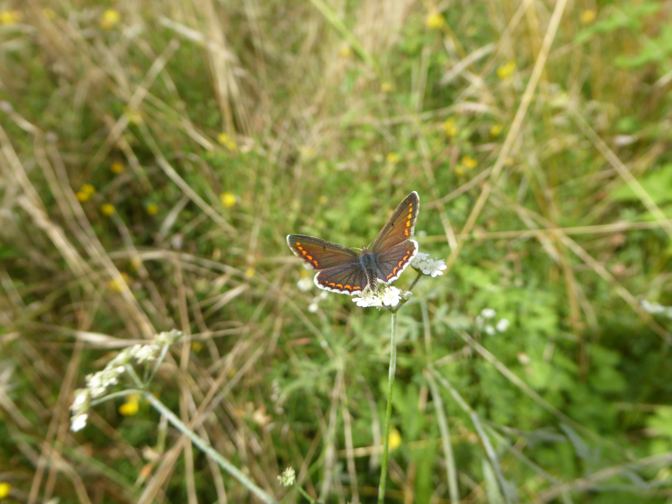 Biodiversité prairies